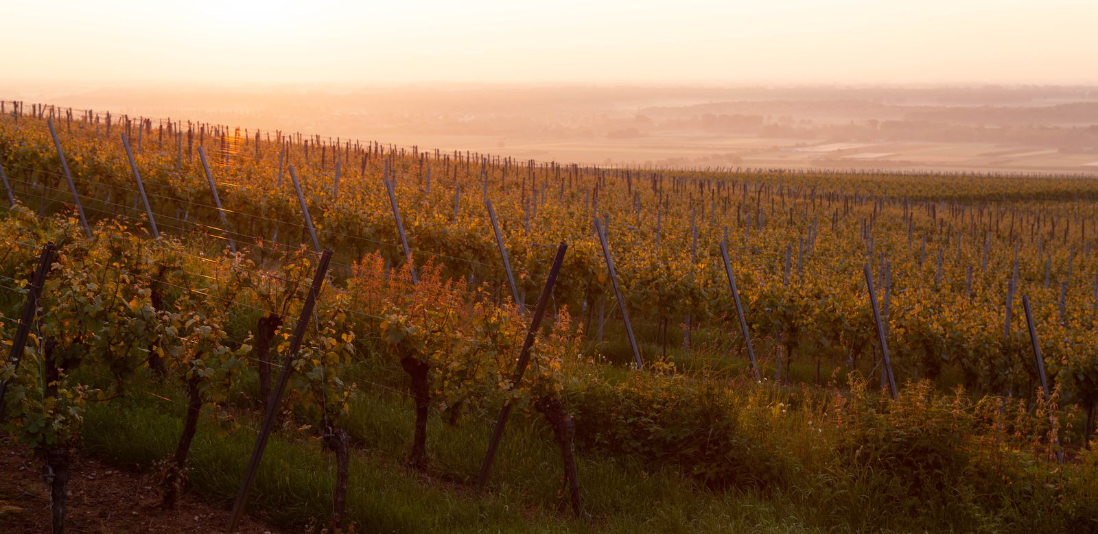 Weinberge bei Colmar in Frankreich im warmen Abendlicht